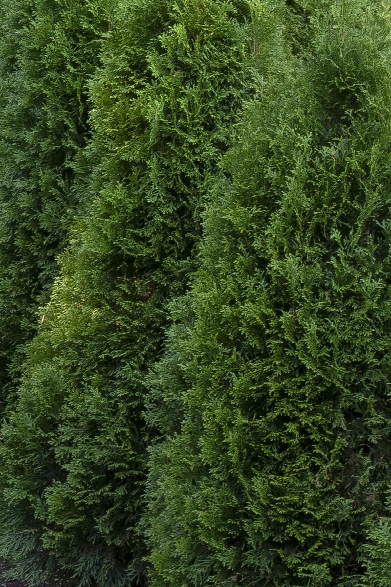 Emerald Cedar 'Emerald Green' (Thuja occidentalis) - MyGardenLife