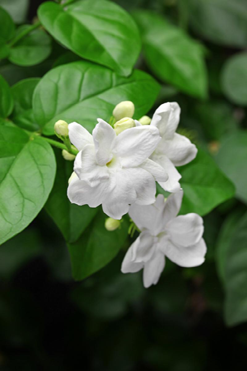 Arabian Jasmine, Jasminum Monrovia Plant