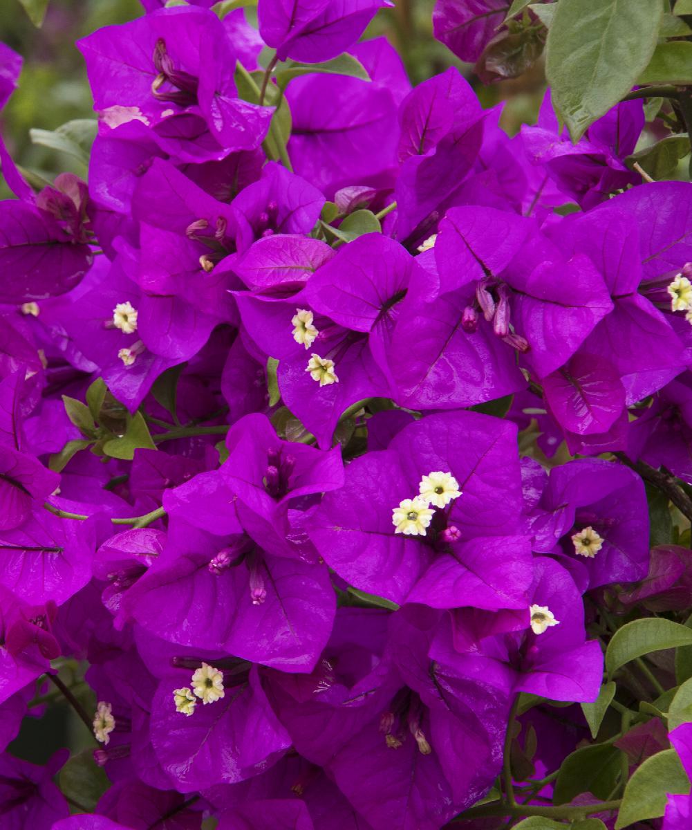 Purple Queen® Bougainvillea Bougainvillea Moneth Monrovia Plant