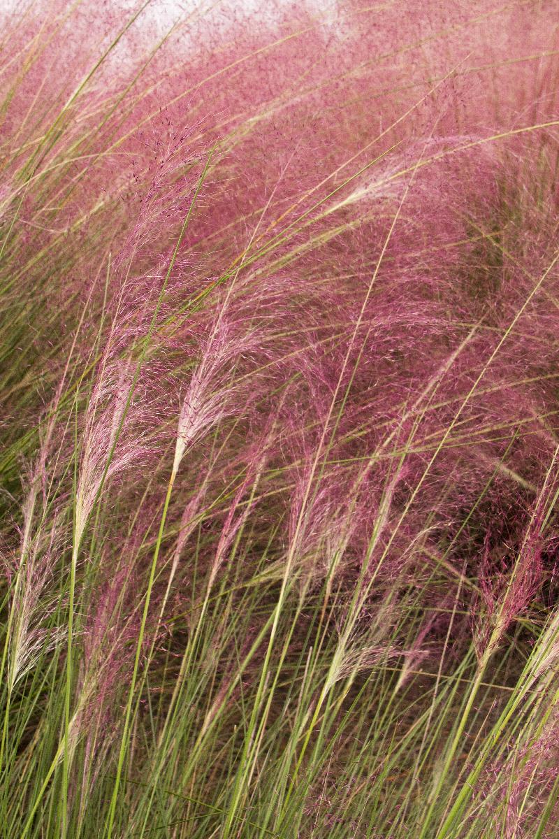 Regal Mist® Pink Muhly Grass, Muhlenbergia capillaris 'Lenca