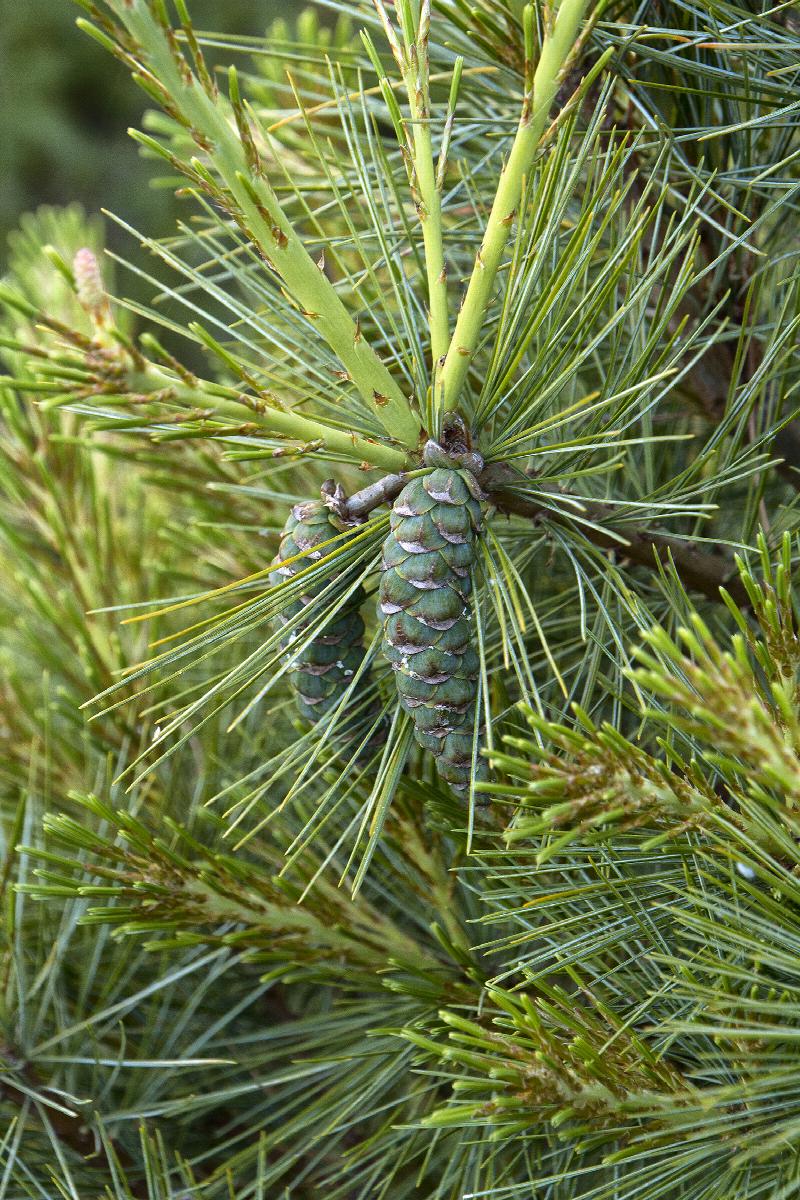 What's wrong with my pine tree…? Nothing! – The Garden Professors™