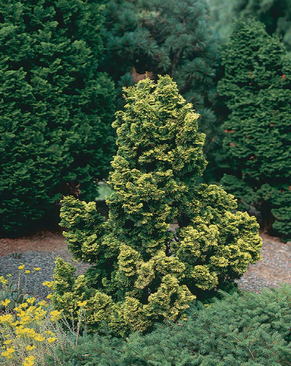 Golden Dwarf Hinoki Cypress, Chamaecyparis obtusa 'Nana Lutea'