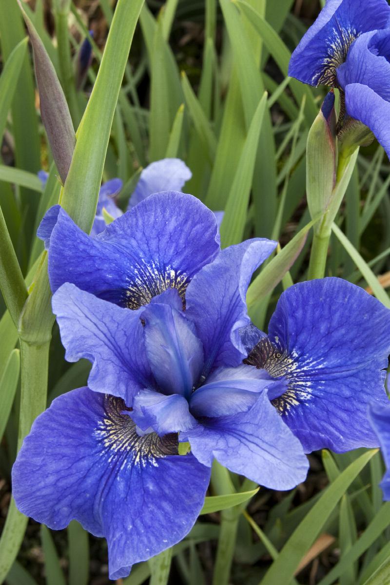 Bennerup Blue Siberian Iris, Iris sibirica 'Bennerup Blue
