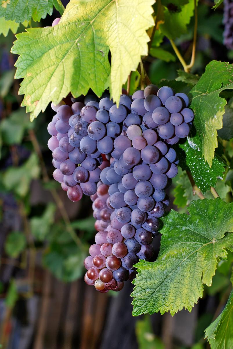 Merlot Grape, Vitis vinifera 'Merlot', Monrovia Plant