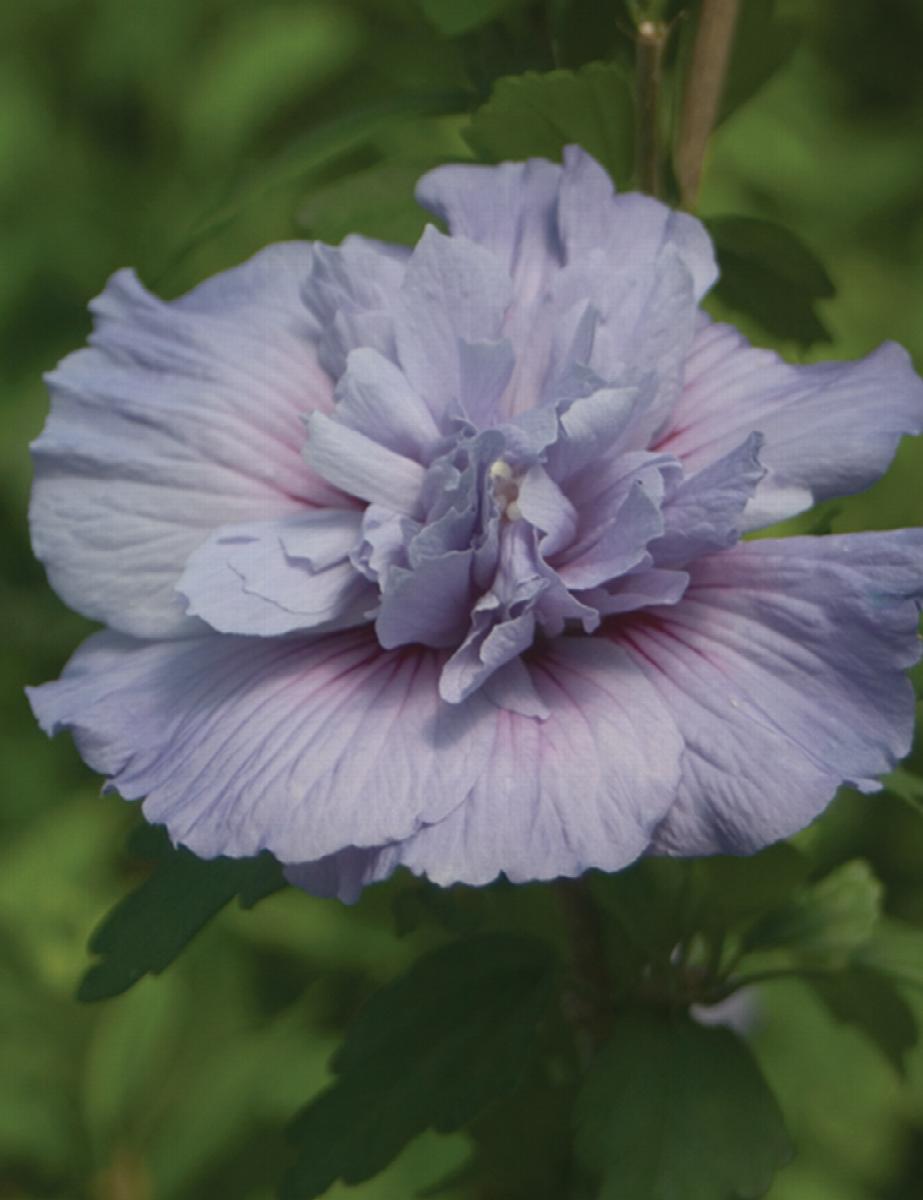 Blue Chiffon Rose Of Sharon Monrovia Plant