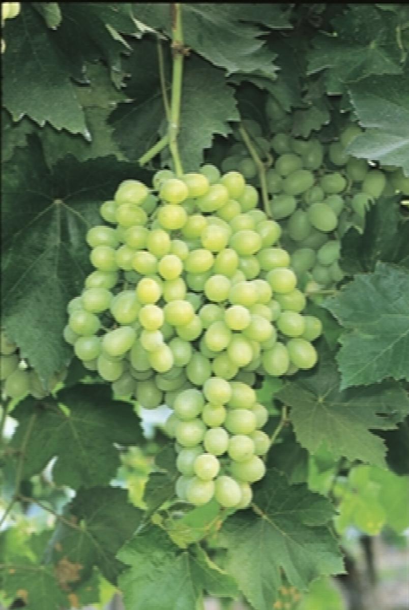 Thompson Seedless Grape, Vitis vinifera 'Thompson Seedless