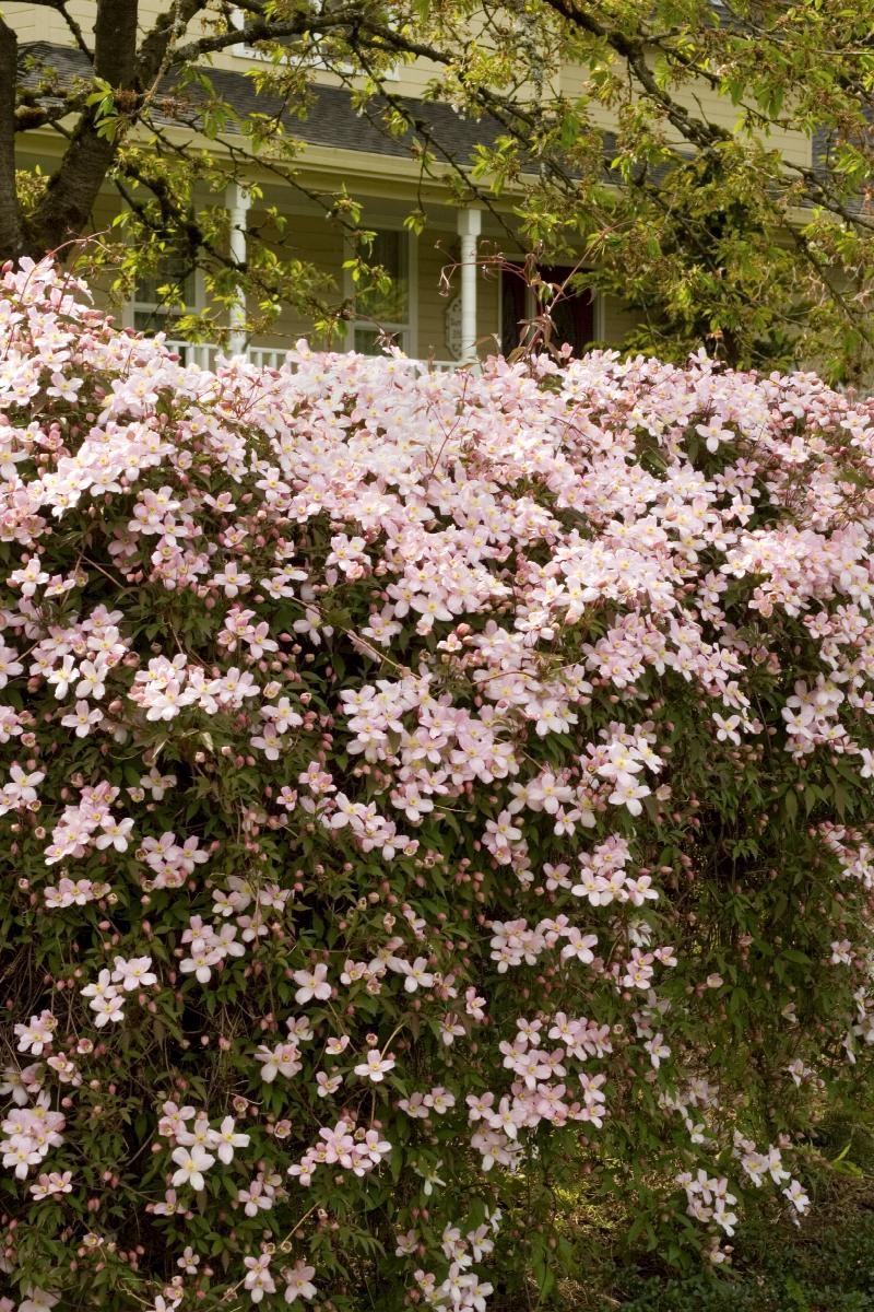 Pink Anemone Clematis, Clematis montana Monrovia Plant