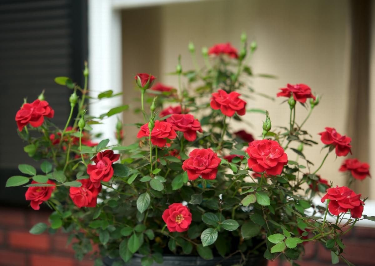 Sunrosa™ Red Shrub Rose Rosa X Zarsbjoh Pp 24314 Monrovia Plant