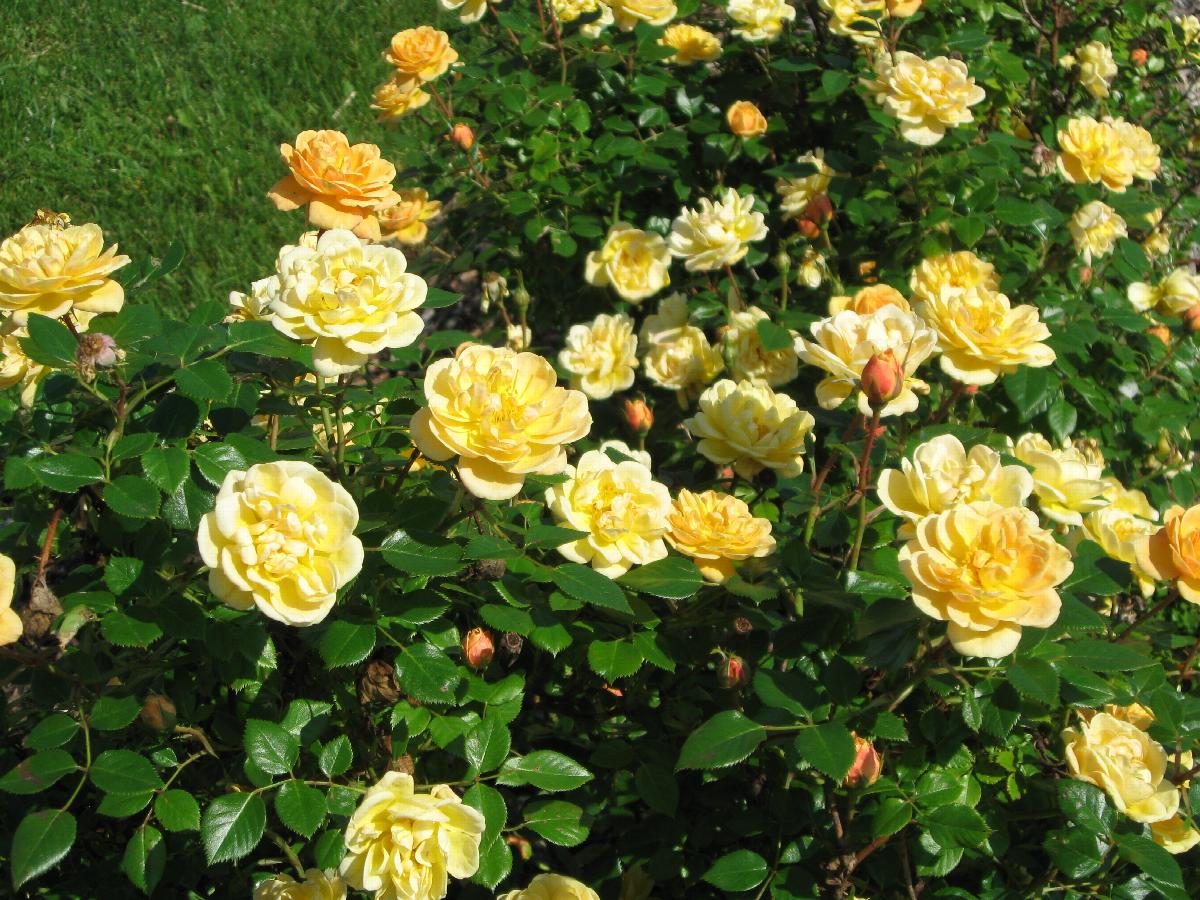 Sunrosa™ Yellow Shrub Rose, Rosa x 'ZARSBSUN' PP #24,313, Monrovia Plant