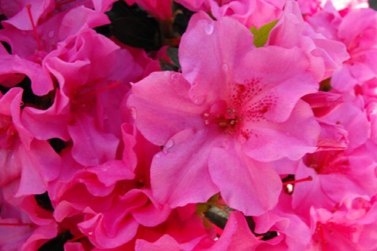 Bloom 'N Again® Pink Explosion Azalea, Monrovia Plant