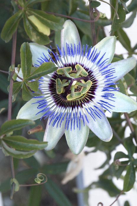 Blue Passion Vine Passiflora Caerulea