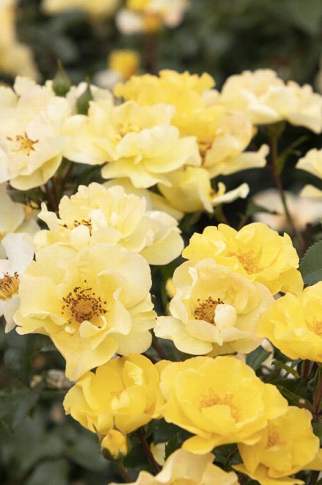 Nitty Gritty™ Yellow Rose, Rosa x 'RUIRI0109A' PP #33,134, Monrovia Plant