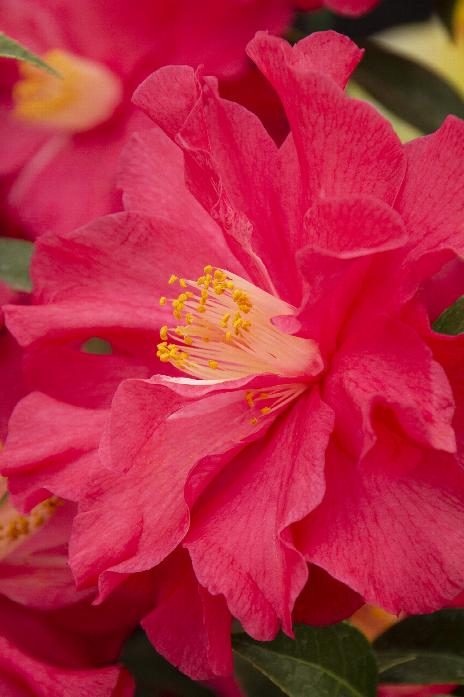 Coral Delight Camellia