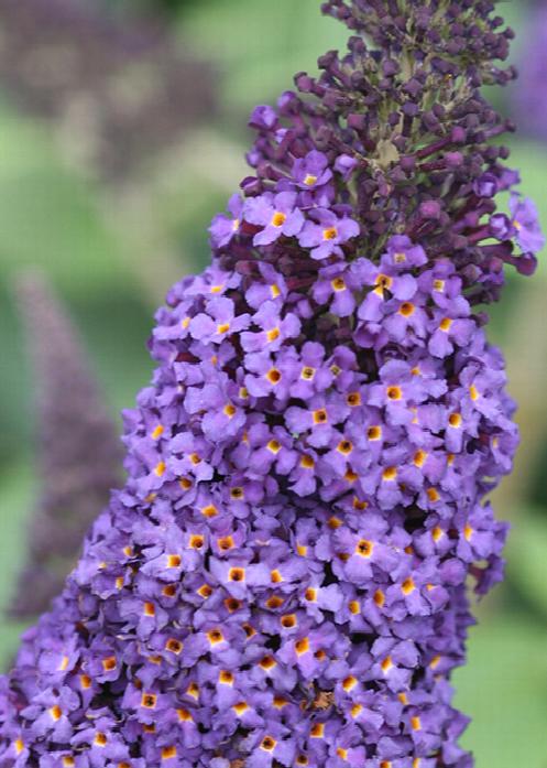 Pugster Blue Dwarf Butterfly Bush