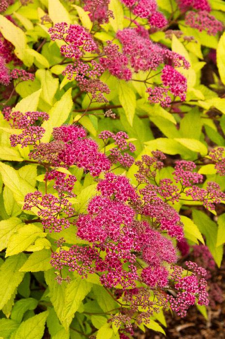 Goldflame Spirea