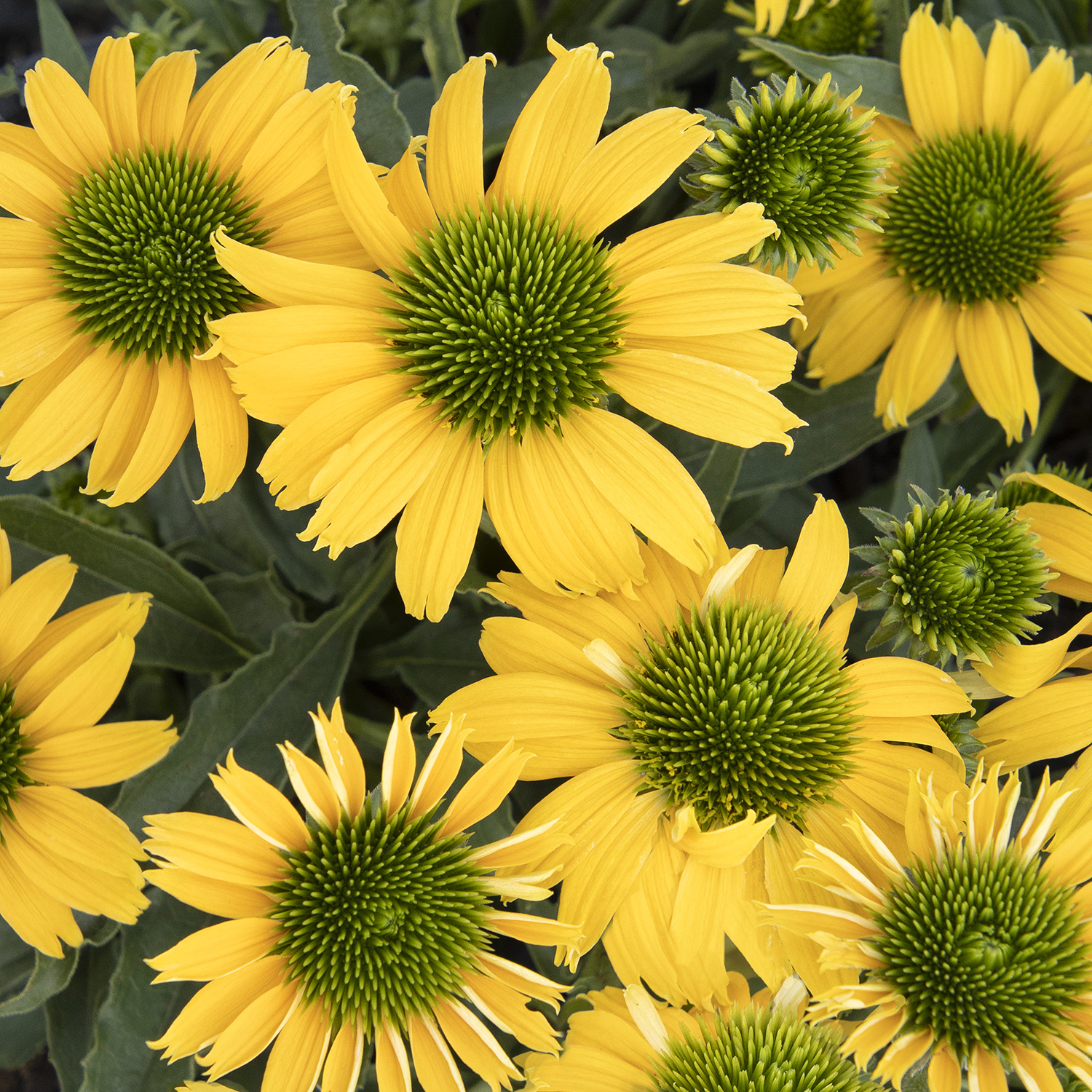 yellow coneflower