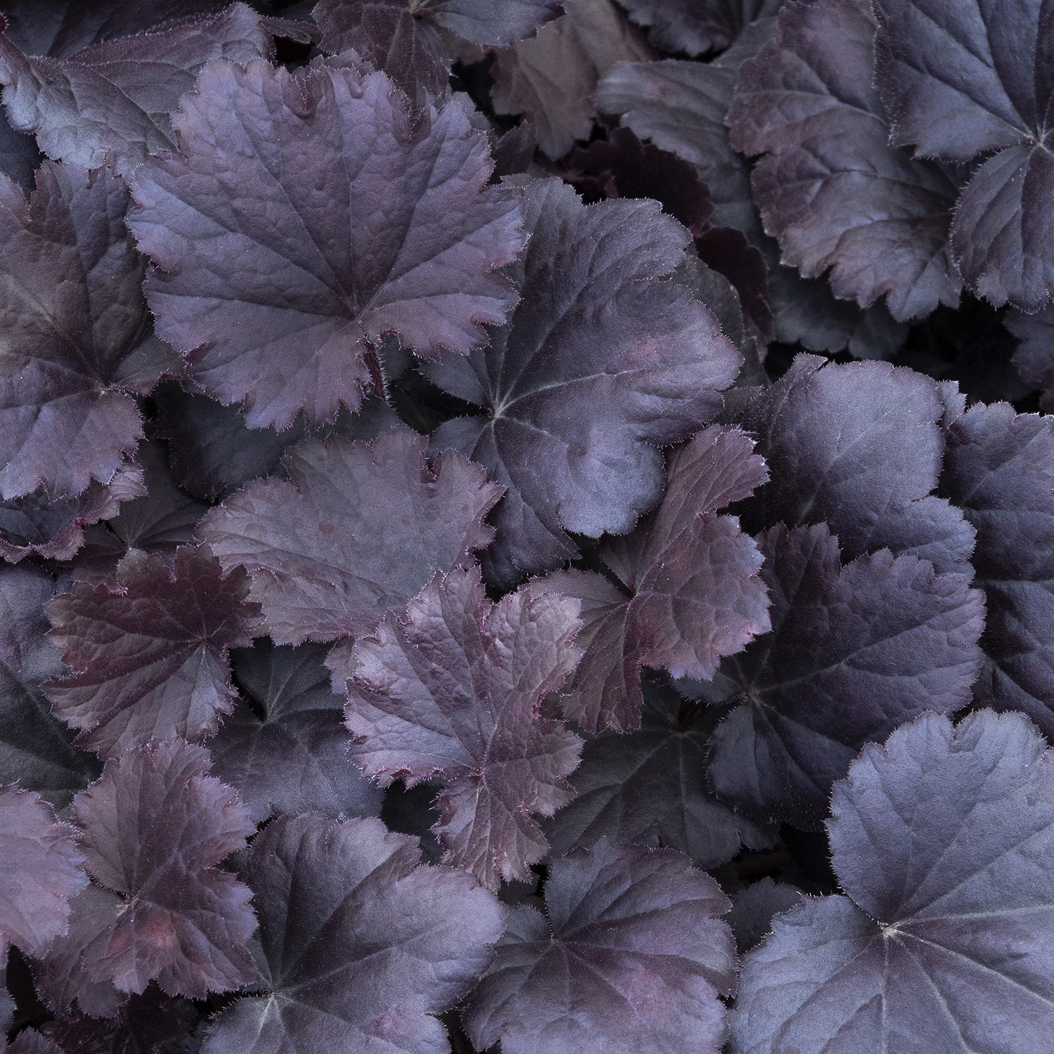 deep purple foliage of sirens song dark night heuchera