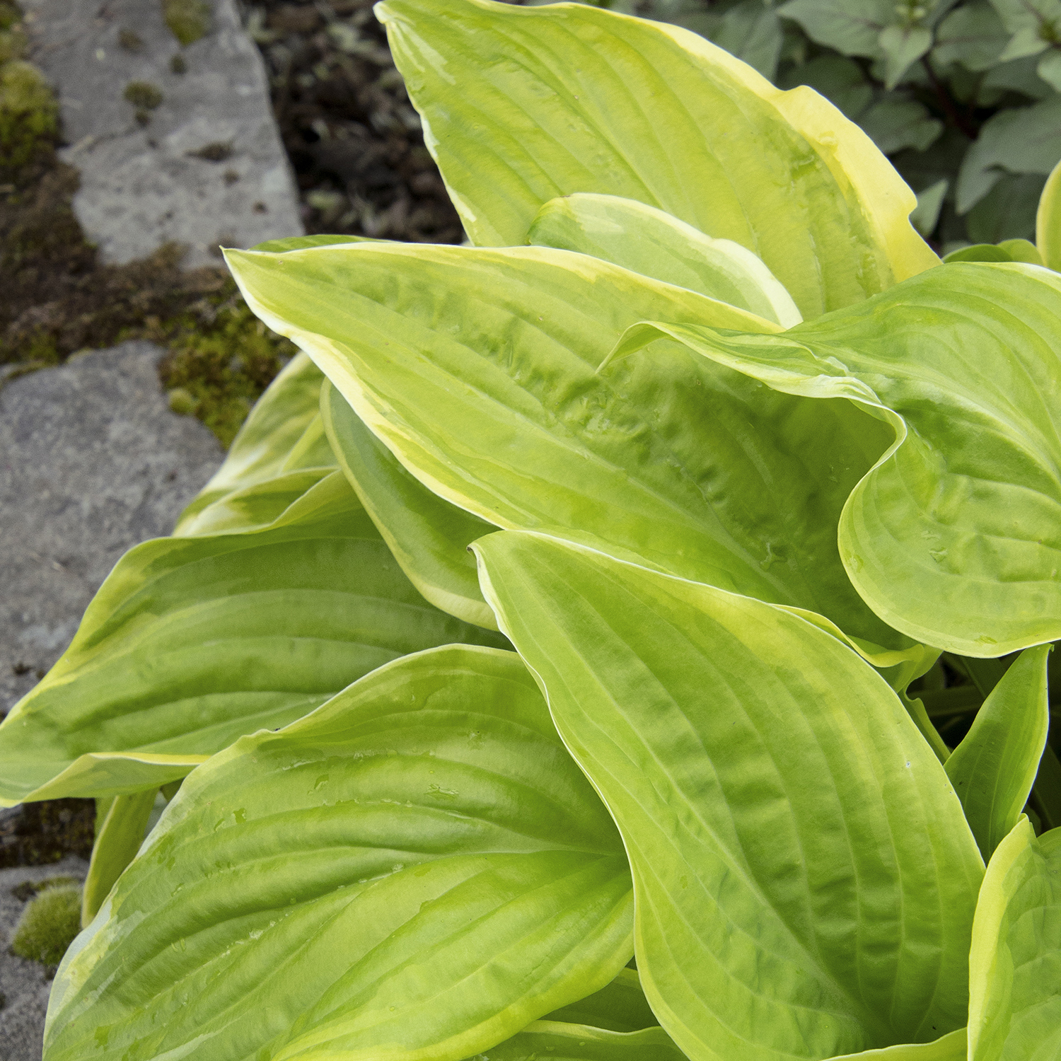 hosta leaves