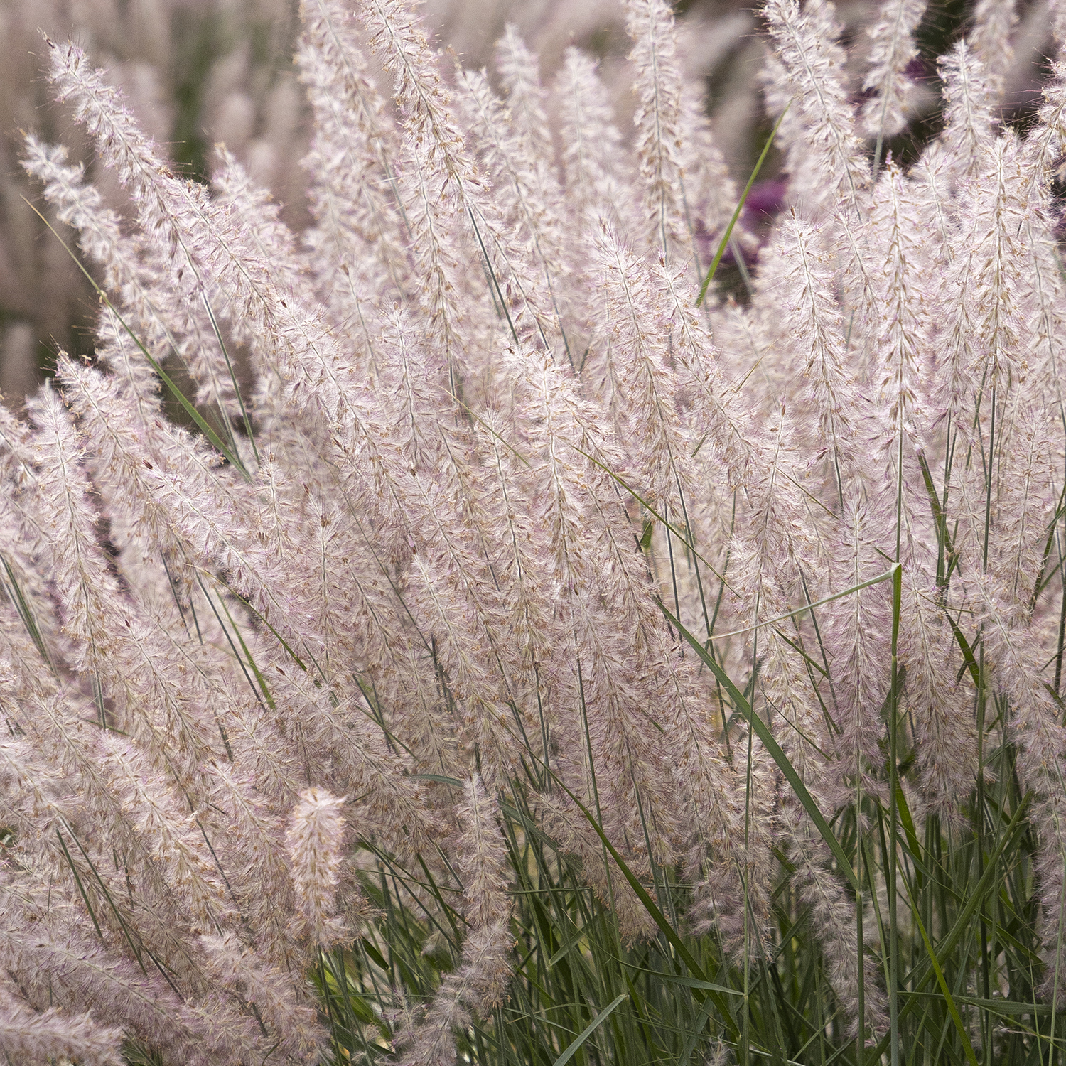 karley rose grass plumes