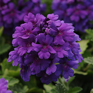 deep purple verbena flowers