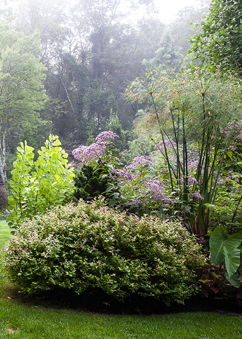 shrubs and trees in a woodland garden