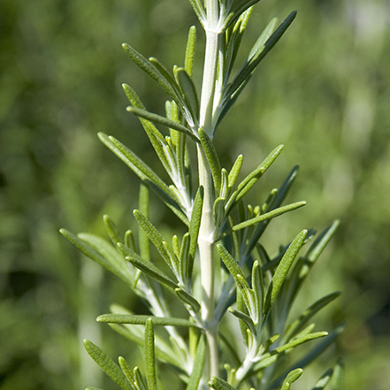 green rosemary foliage