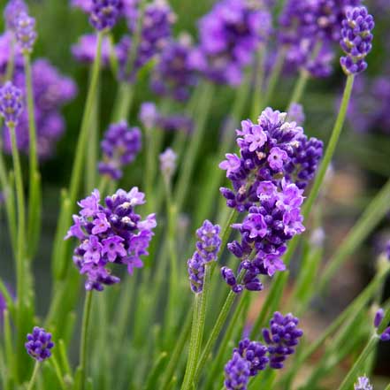 thumbelina lavender flowers