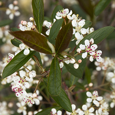 white flowers on brilliant red chokeberry