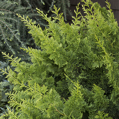 jad waves false cypress foliage is bright green and looks great in a container