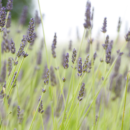 lavender flowers on green stems