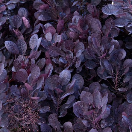 purple smoke tree leaves