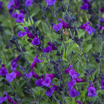 deep purple vibe ignition salvia flowers