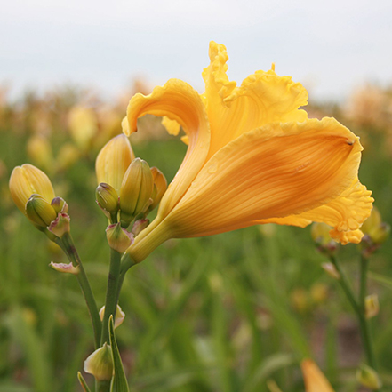 yellow daylily