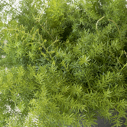 compact sprenger asparagus fern