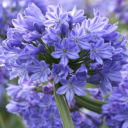 violet-blue agapanthus flowers