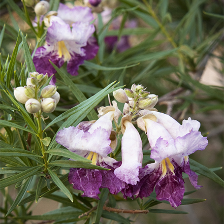 Timeless Beauty® Desert Willow has purple flowers