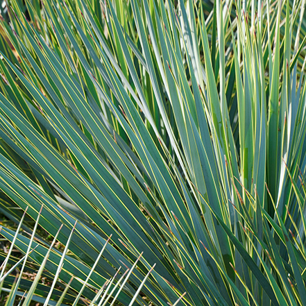 blue beaked yucca