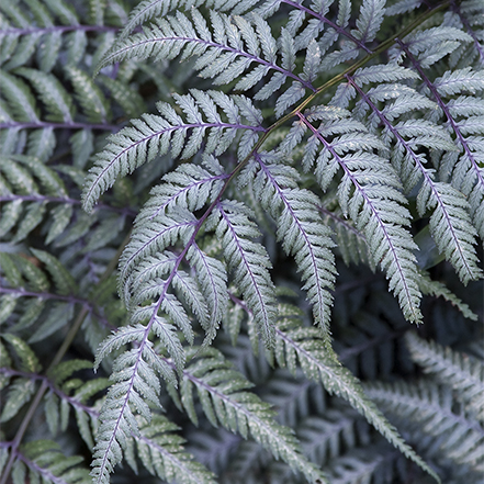 japanese painted fern