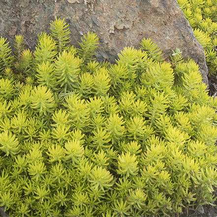 chartreuse angelina stonecrop sedum