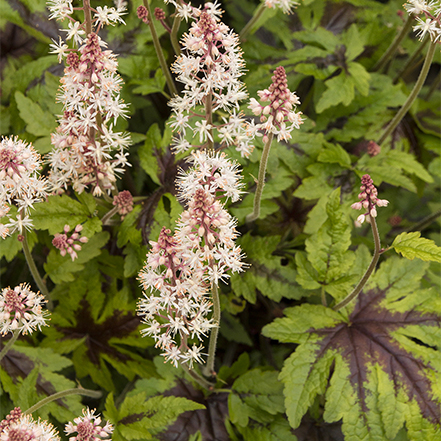 white flowers and green foliage of tiarella