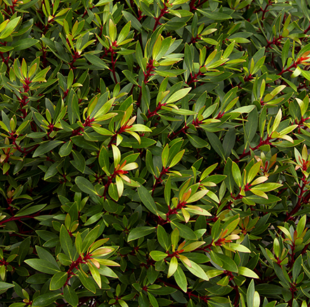 green and red mountain pepper foliage is a festive sight in winter