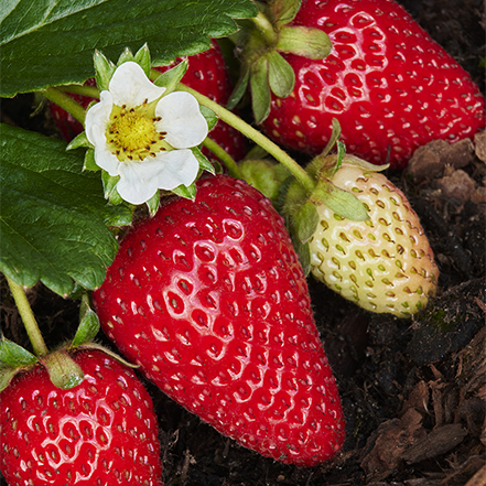 ripe red strawberries and green strawberries