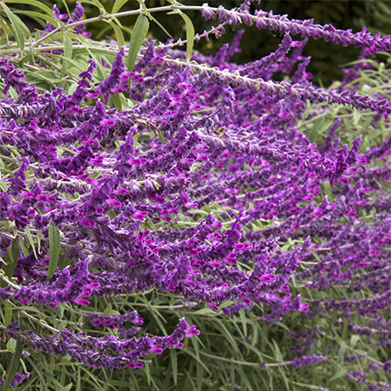 purple-pink sage flowers on santa barbara mexican sage