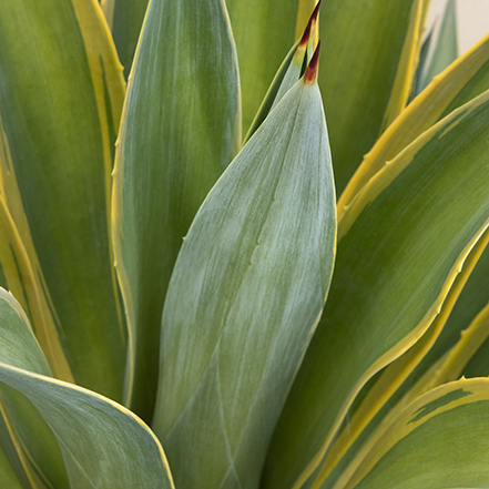 variegated dwarf smooth agave