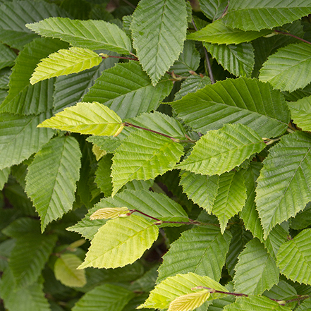 green hornbeam leaves