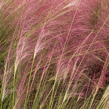 regal mist pink muhly grass