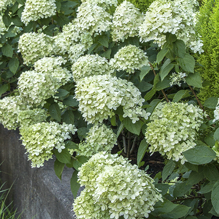 Little Lime™ Hardy Hydrangea flowers