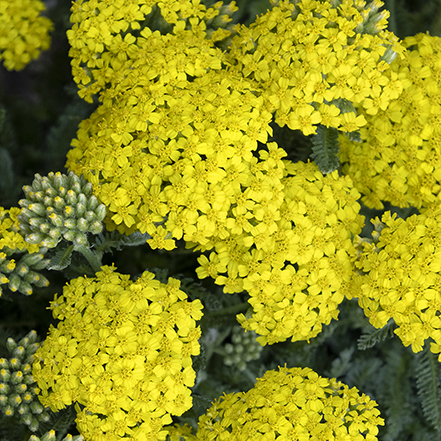 yellow yarrow flowers