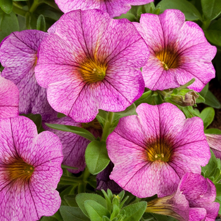 pink supercal hyprid petunia