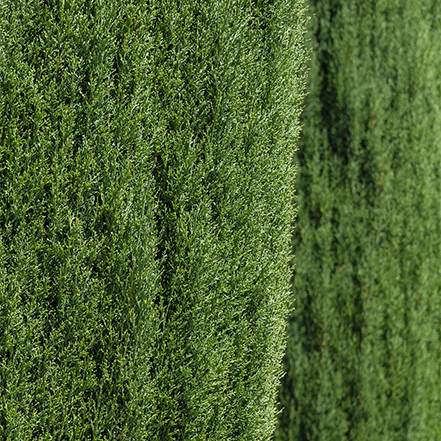 close-up of Italian cypress foliage